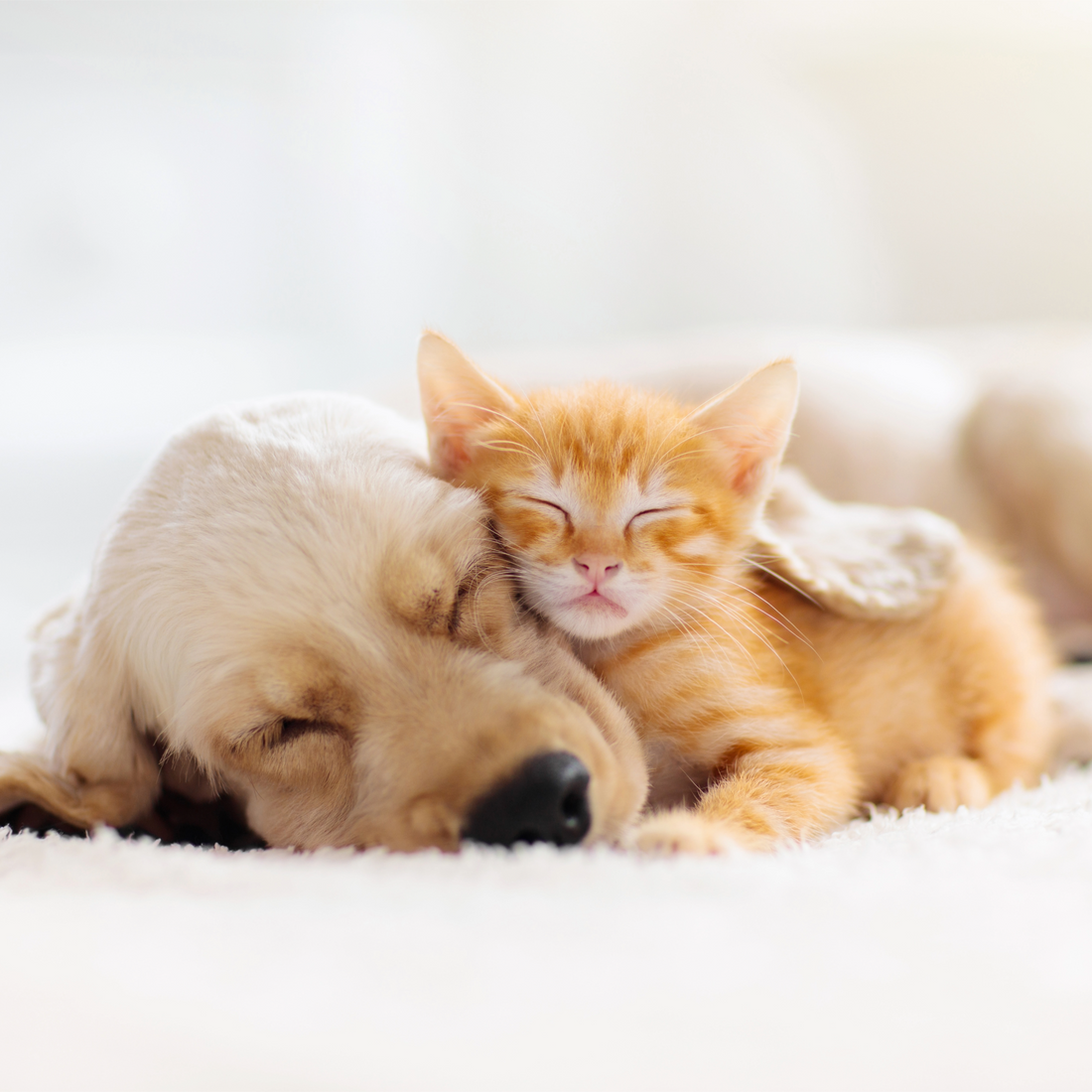 Top 5 Must-have Pet Supplies Every Home Should Have