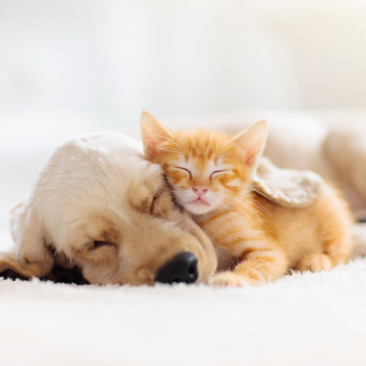 Top 5 Must-have Pet Supplies Every Home Should Have