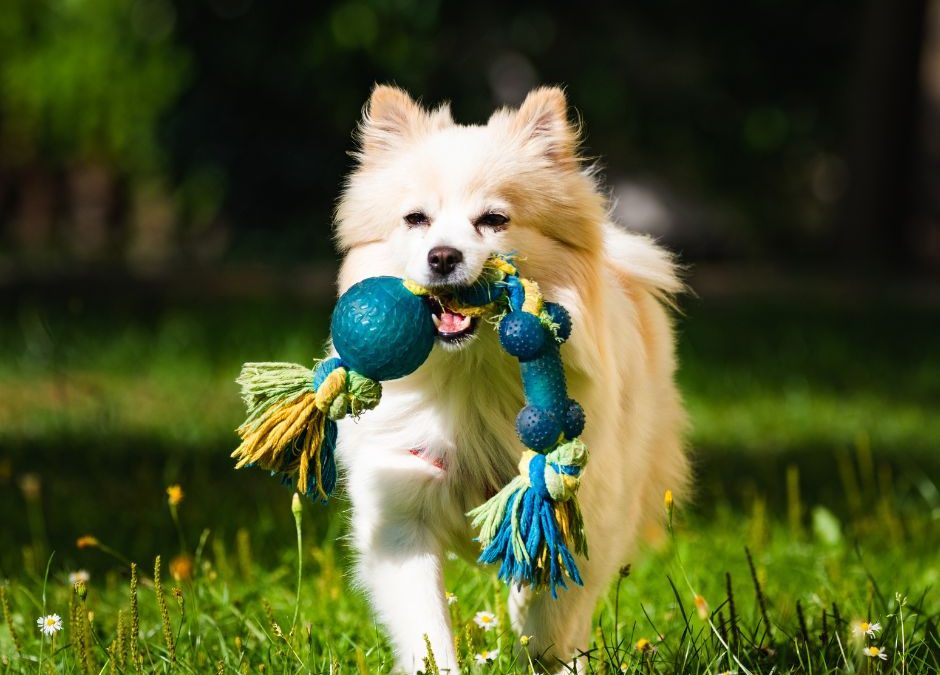 Pet Supplies
